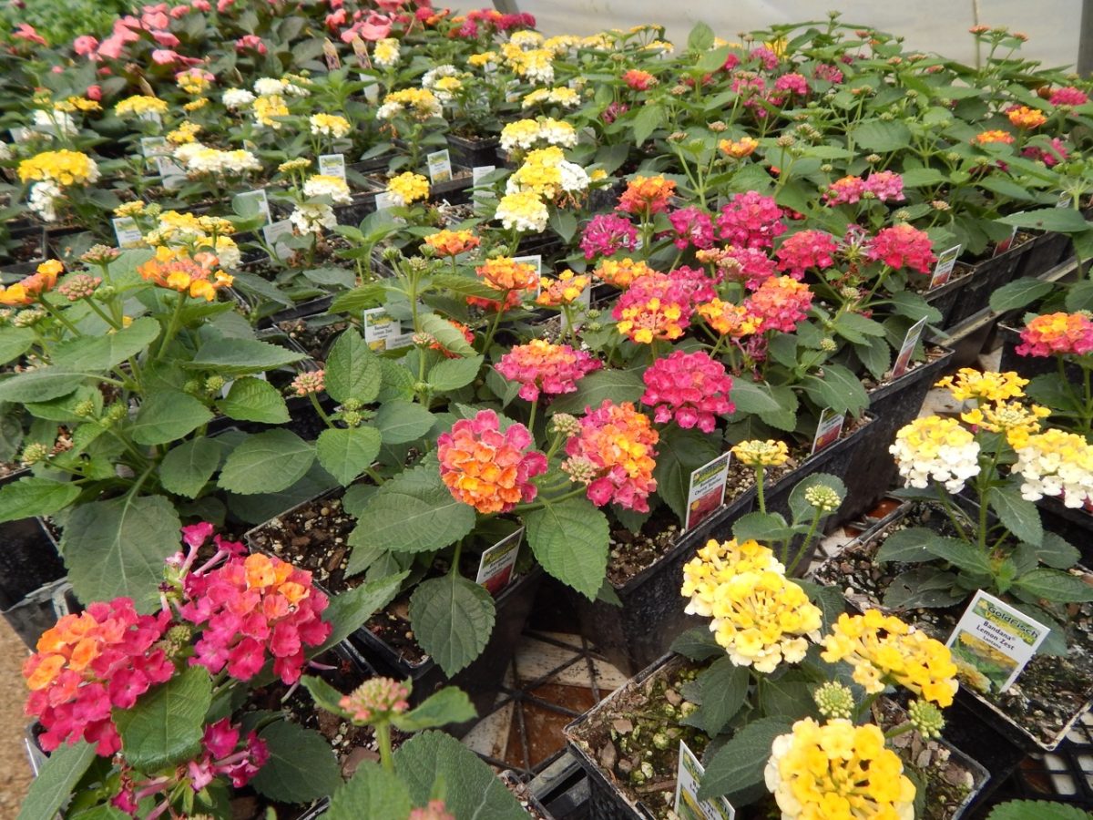 Flowers – MayFlower Nursery | Pierce Nebraska Greenhouse